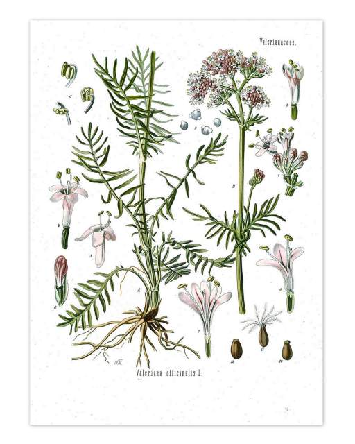 Baldrian-Valeriana_officinalis_-_Koehler–s_Medizinal-Pflanzen