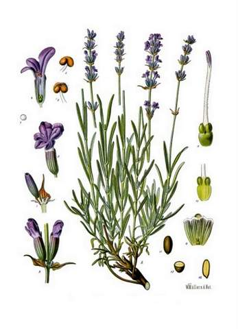 Lavendel Heilpflanze Naturmedizin