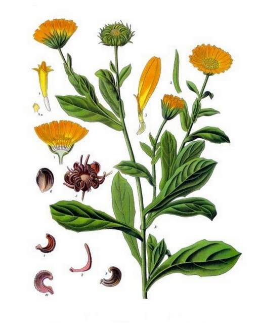 historische Zeichnung Ringelblume Calendula officinalis Köhlers_Medizinal Pflanzen