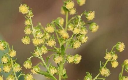 Beifuß Artemisia annua, Blüte