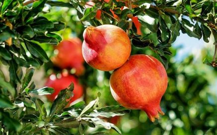 Granatapfel pomegranate-Vorschau