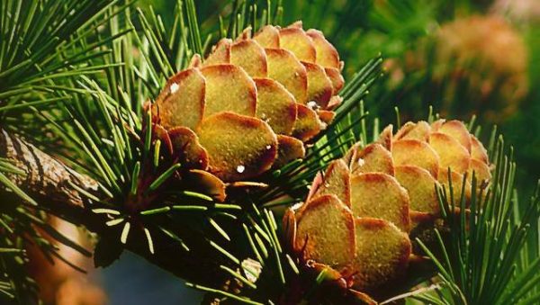 Lärche Harz Heilbaum Vorschau