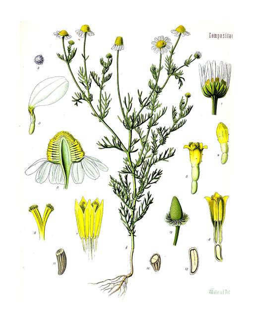 Matricaria_recutita_-_Köhler–s_Medizinal-Pflanzen-091