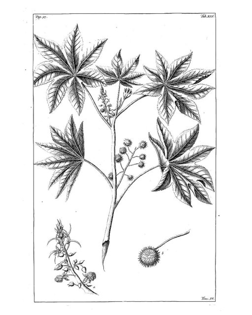 Historische zeichnung Ricinus communis L. [as Ricinus ruber] Rumphius, G.E., Herbarium amboinense, vol. 4 p. 97, t. 41 (1743)