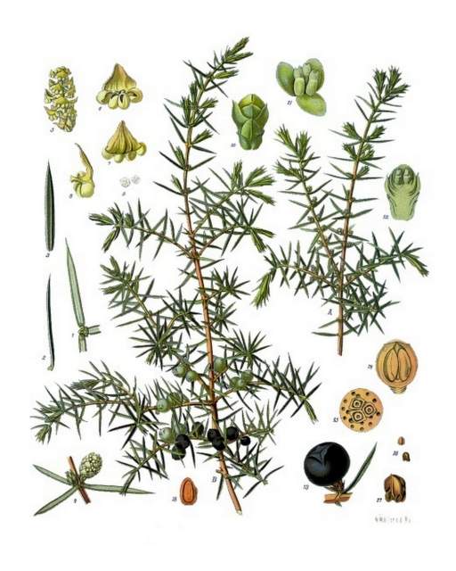 Wacholder-Juniperus_communis_-_Koehler–s_Medizinal-Pflanzen-082