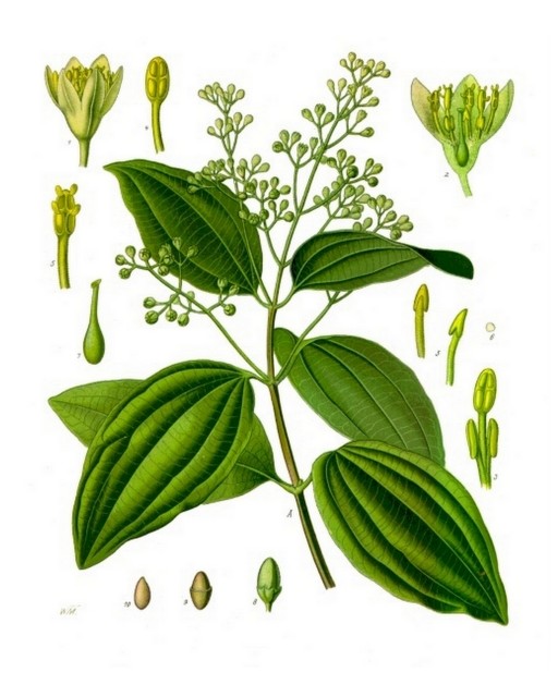 Historische Zeichnung Cinnamomum_verum_-_Köhler–s_Medizinal-Pflanzen