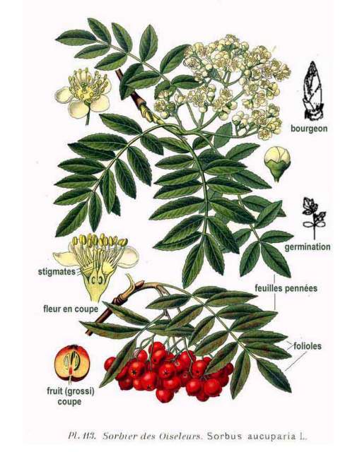 Eberesche-Sorbus aucuparia-Atlas des plantes de France-1891