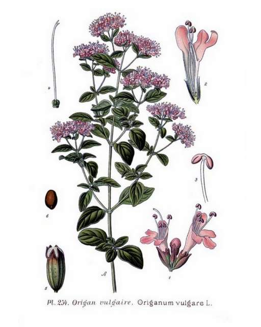 historische Abbildung Dost Origanum vulgare 