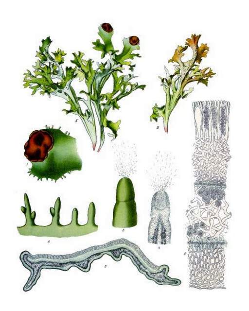 hist. Abbildung Island Moos aus Franz Eugen Köhler, Köhler's Medizinal-Pflanzen 