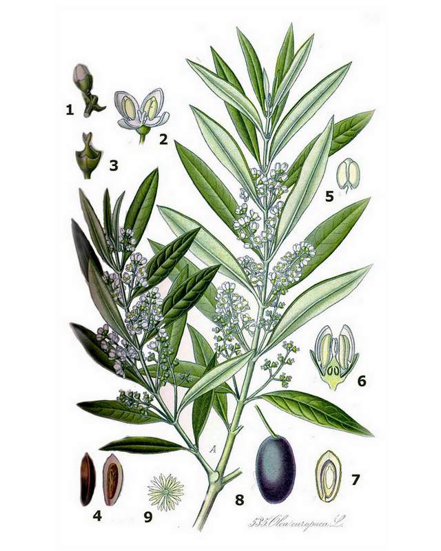 Olea europaea – Illustration aus Koehler Medicinalpflanzen von 1887