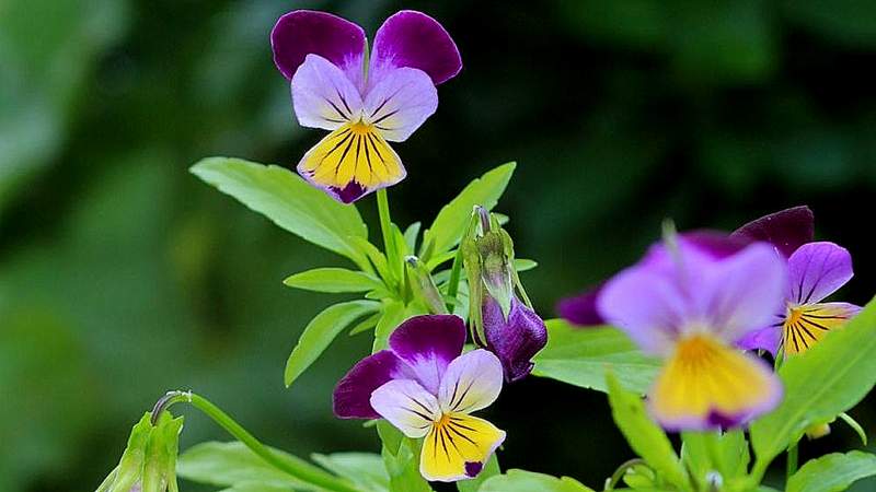 Stiefmütterchen, Wildes (Viola tricolor L.)