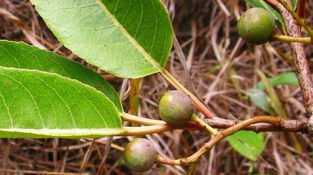 Pflaumenbaum, Afrikanischer (Prunus africana (Hook f.) Kalkman)